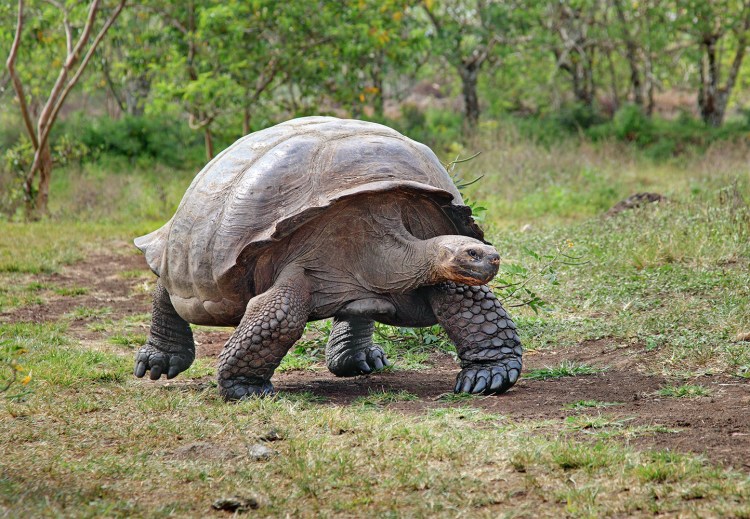galapagos-giant-tortoise